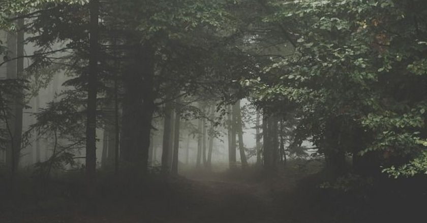 dasos-nyxta-omixli-forest-fog