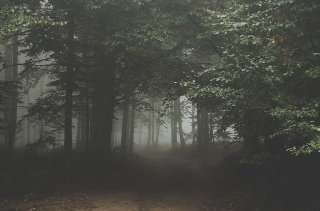 dasos-nyxta-omixli-forest-fog