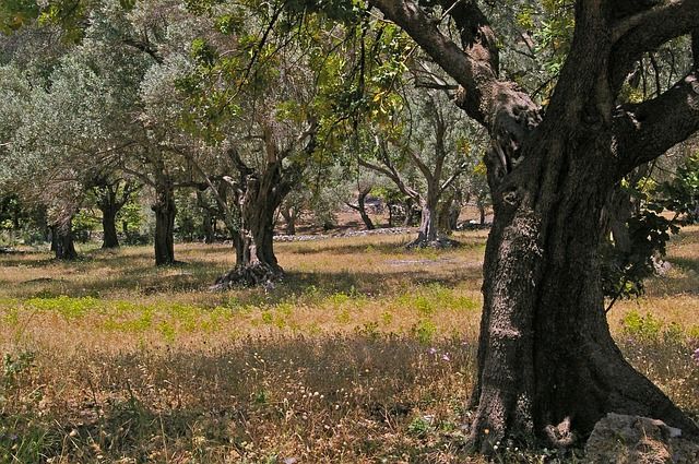 elia-dentro-fysi-olive-tree