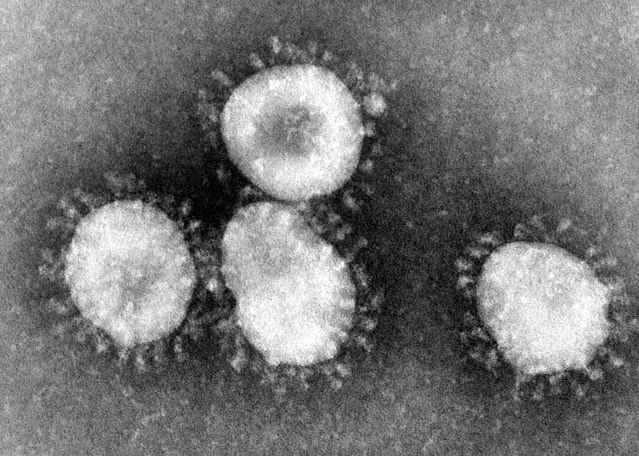 Coronaviruses-koronaioi-koronoioi