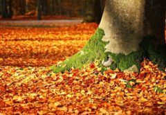 fall-autumn-fthinoporo-fylla-leaves-fysi