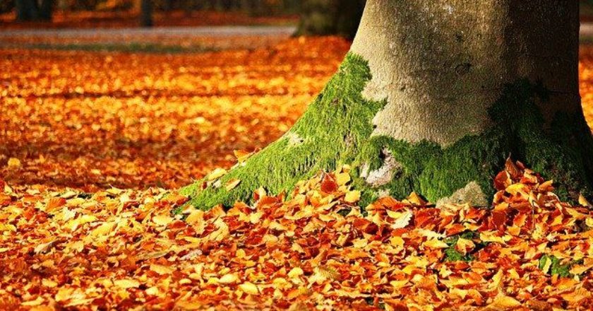 fall-autumn-fthinoporo-fylla-leaves-fysi